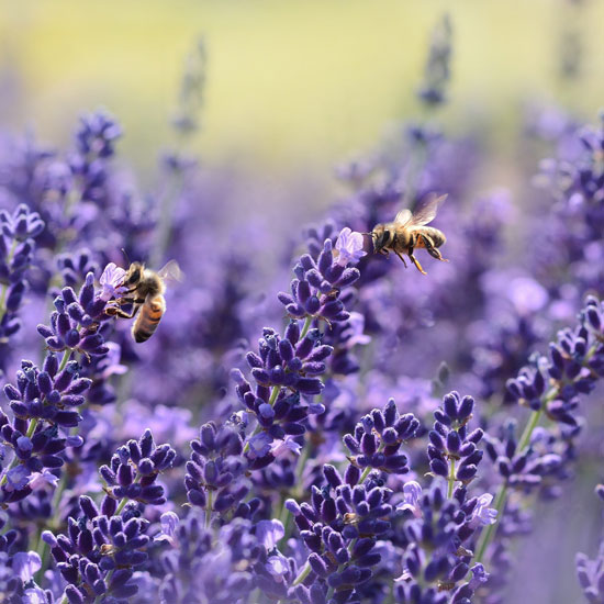 2024 Helvetia Lavender Festival Travel Oregon