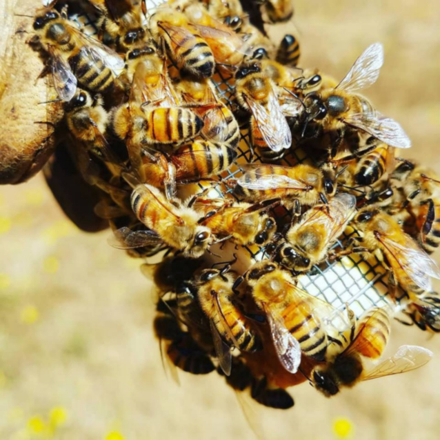 A close up picture of a bunch of bees.