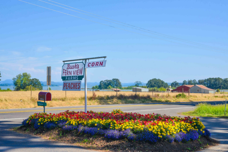 The roadside sign surrounded by flowers at Bush's Fern View Farms.