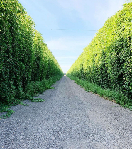 A gravel road between to rows of hops.