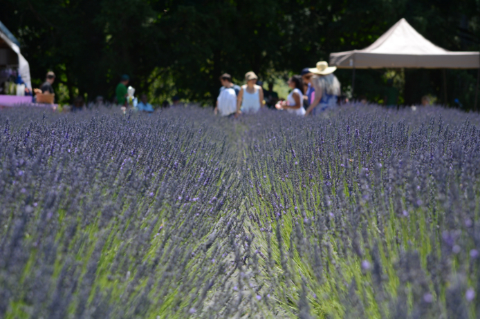 People gather for the Lavender Festival at McKenzie River Lavender.