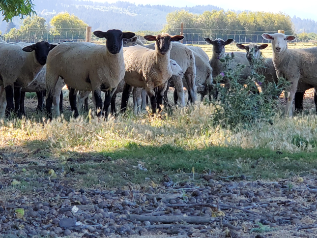 A big group of sheep standing in a field.