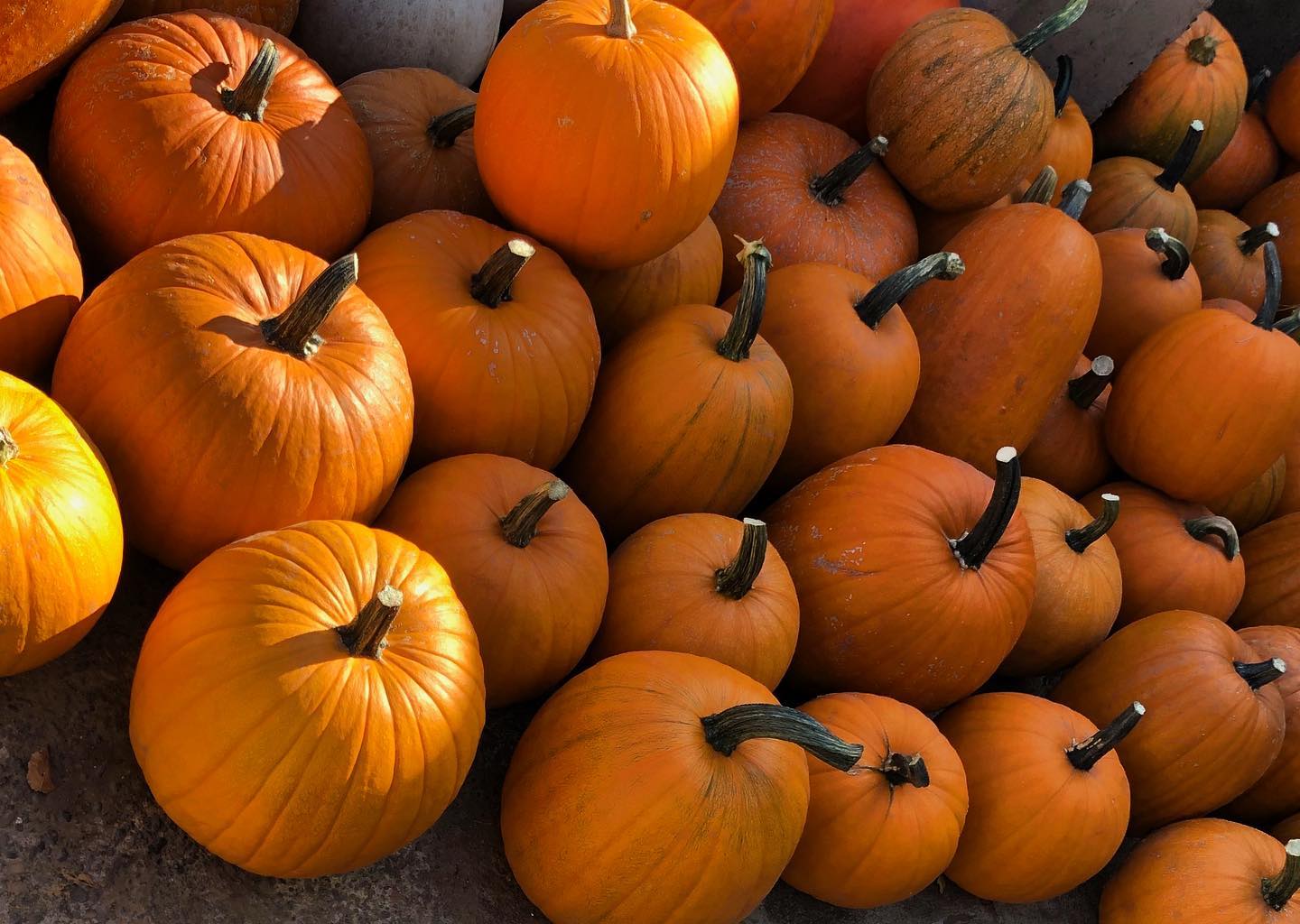 A big pile of pumpkins.