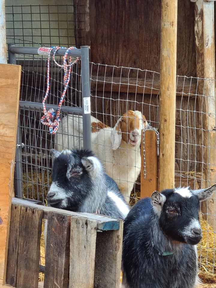 Three goats standing together.
