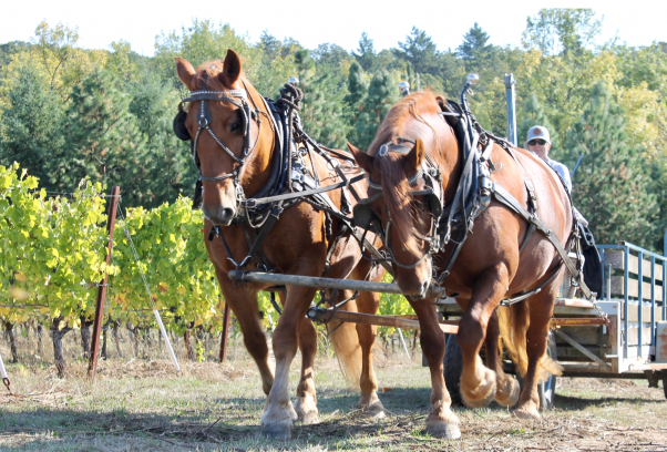 Two horses pulling a wagon in a grape orchard.