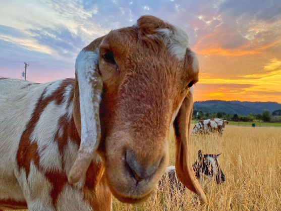 A picture of a goat looking into the camera during sunset.