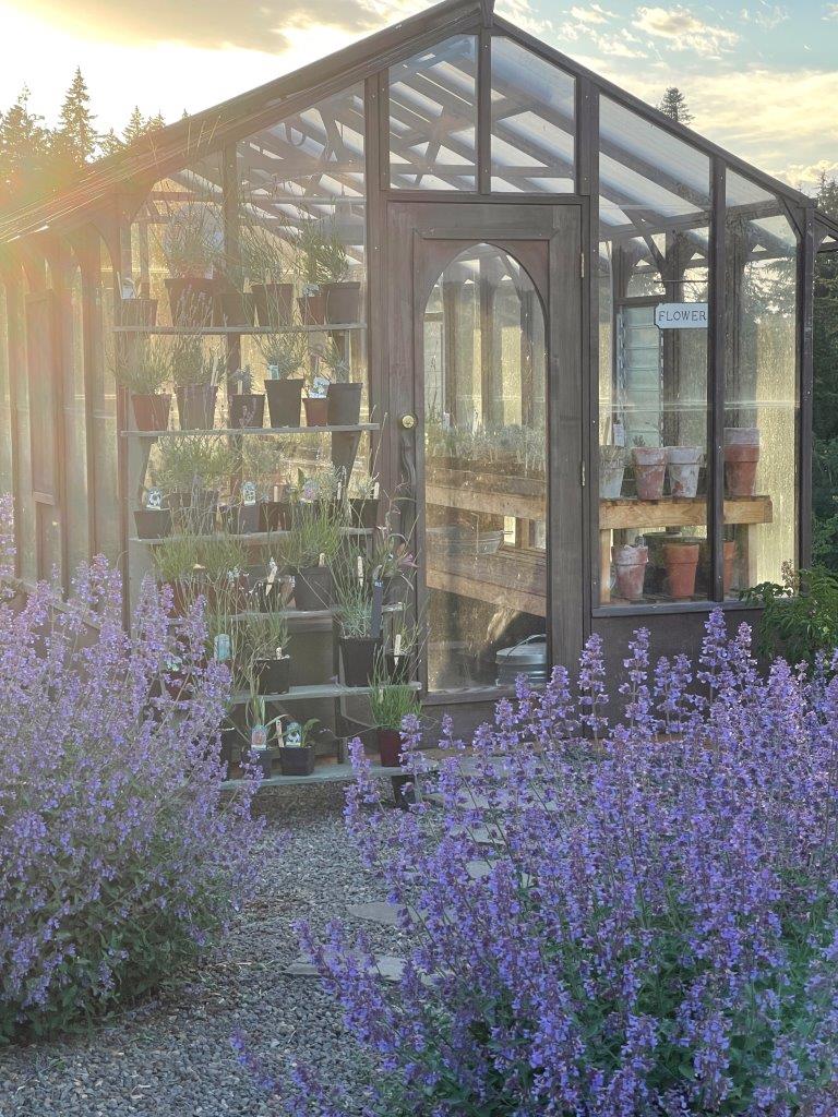 A green house filled with lavender and other plants.