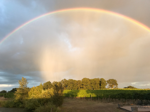 A rainbow over vineyards.