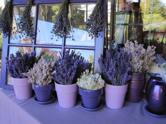 Pots full of lavender.
