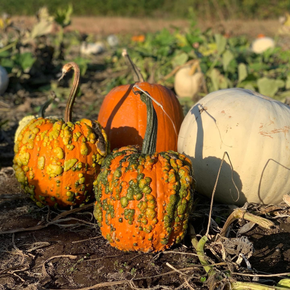 A close up of different type of pumpkins in a field.