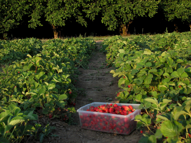A bin full of strawberries out in a field.