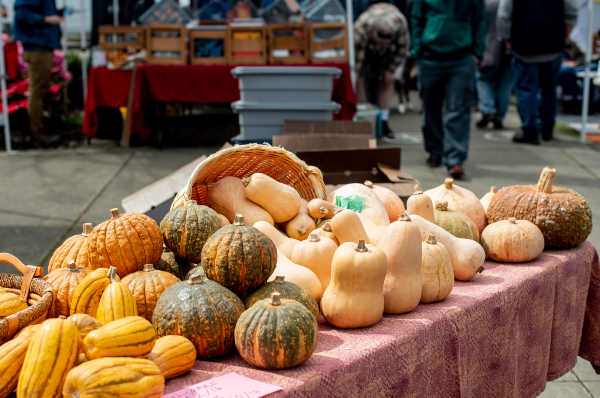 Different types of squash lined up for sale.