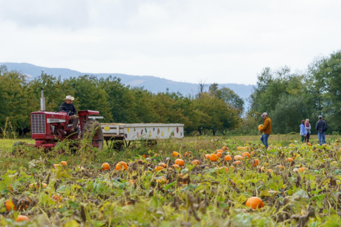 person driving a tractor through a pumpkin patch