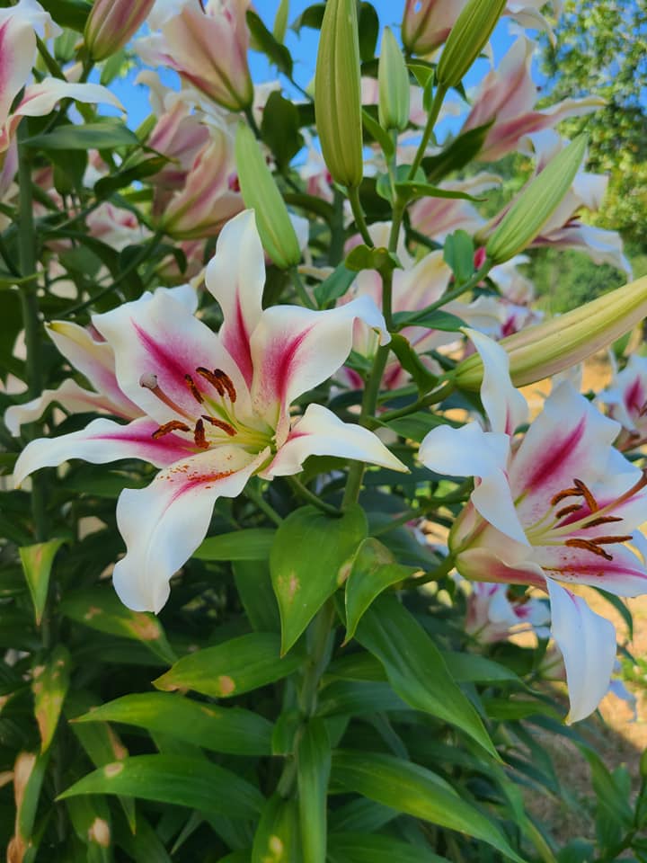 A close up picture of a flower.
