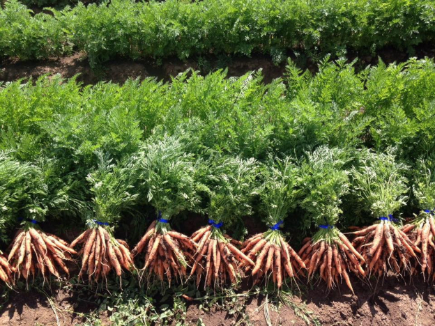 Freshly picked bunches of carrots.