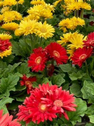A close up picture of red and yellow flowers.