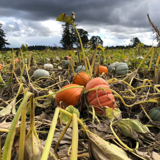 A field with different colored pumpkins.
