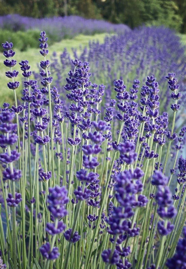 A close up picture of lavender.