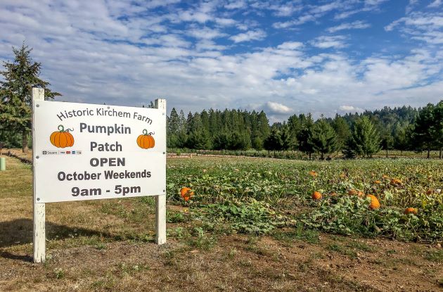 Sign for a pumpkin patch that is next to a field of pumpkins.