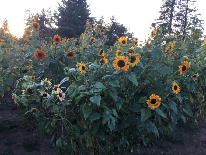 A field of sunflowers with trees behind them.