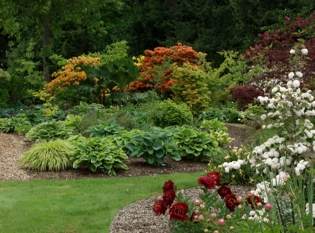 A garden with different types of plants and flowers.