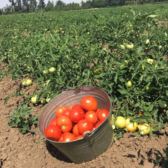 Fresh picked tomatoes sitting in a bucket in a field of tomato plants.