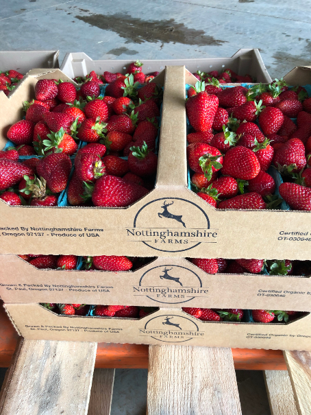 Fresh picked strawberries in crates.