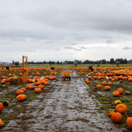 A pumpkin patch full of pumpkins.