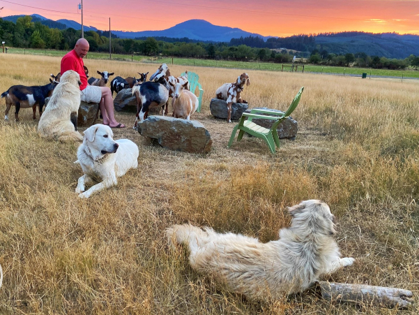 A person, dogs, and goats sitting in a field together at sunset.