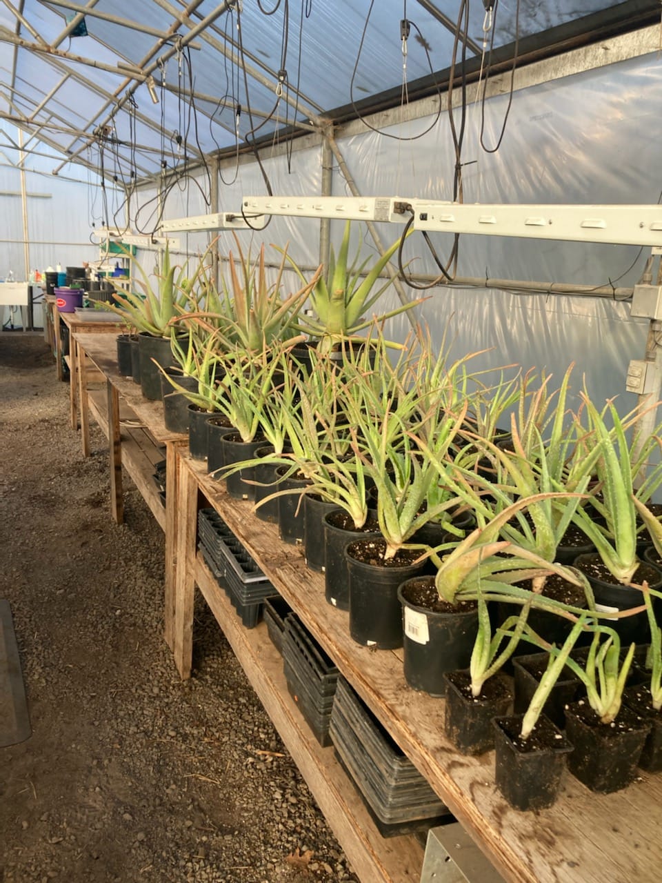 A row of plants.