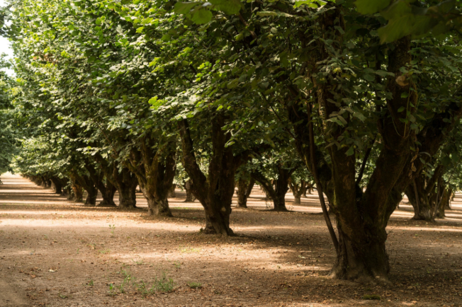 A field of Hazelnut trees