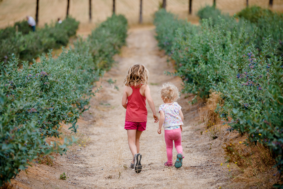 Two kids running through a blueberry field.