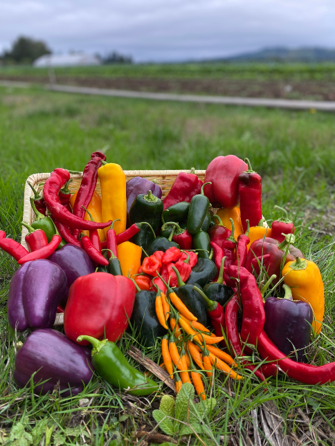 A basket of different type of peppers.