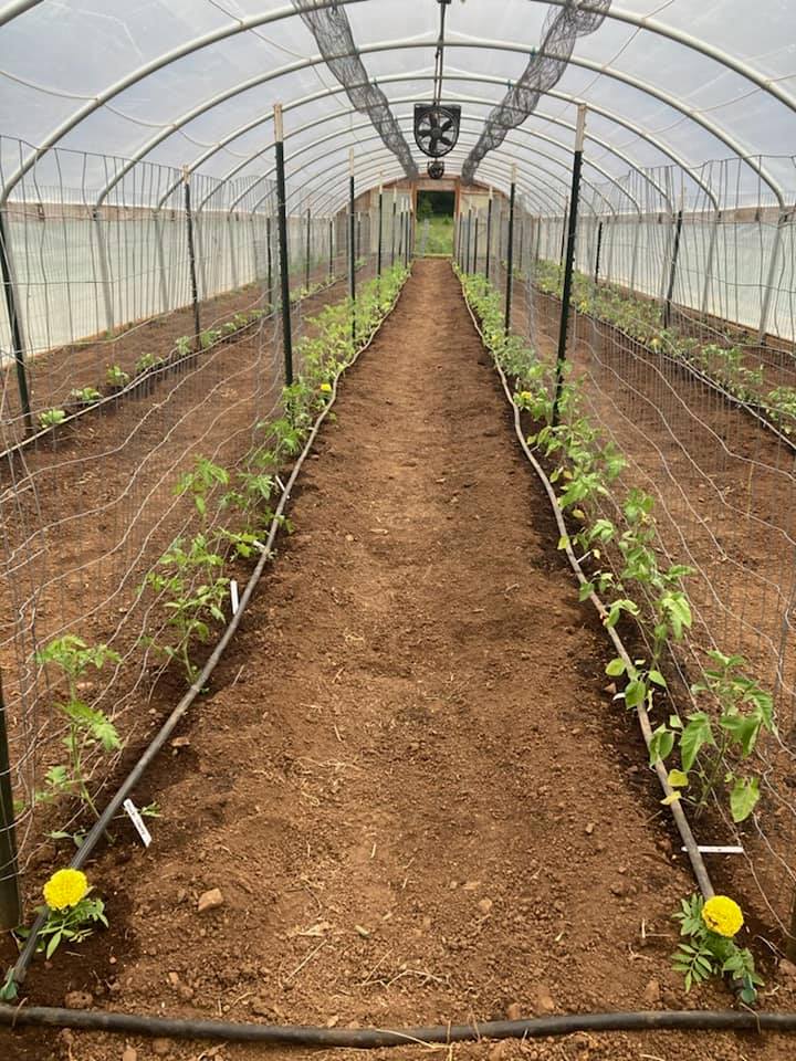 Rows of vegetables starting to grow inside of a greenhouse.