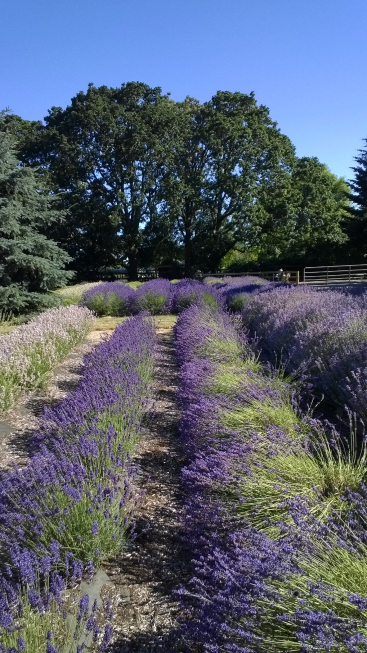 Rows of lavender.