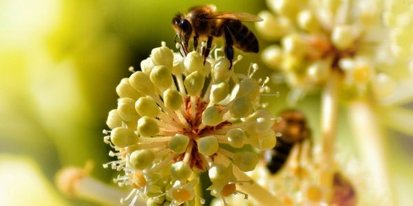 Pacific Honey Bee Pollination