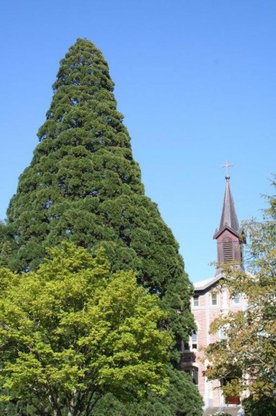 Benedictine Sisters' Sequoia Tree
