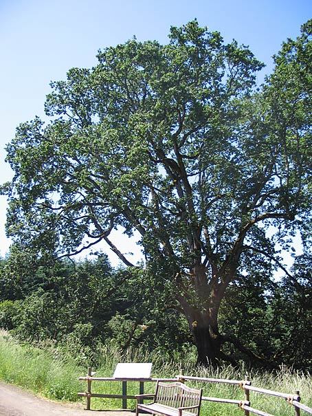 Signature Oak Heritage Tree