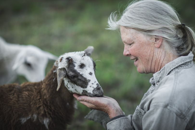 goat nuzzles hand of person kneeling next to it