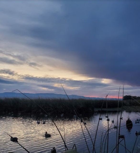 sunset over scenic wildlife area with ducks swimming in water