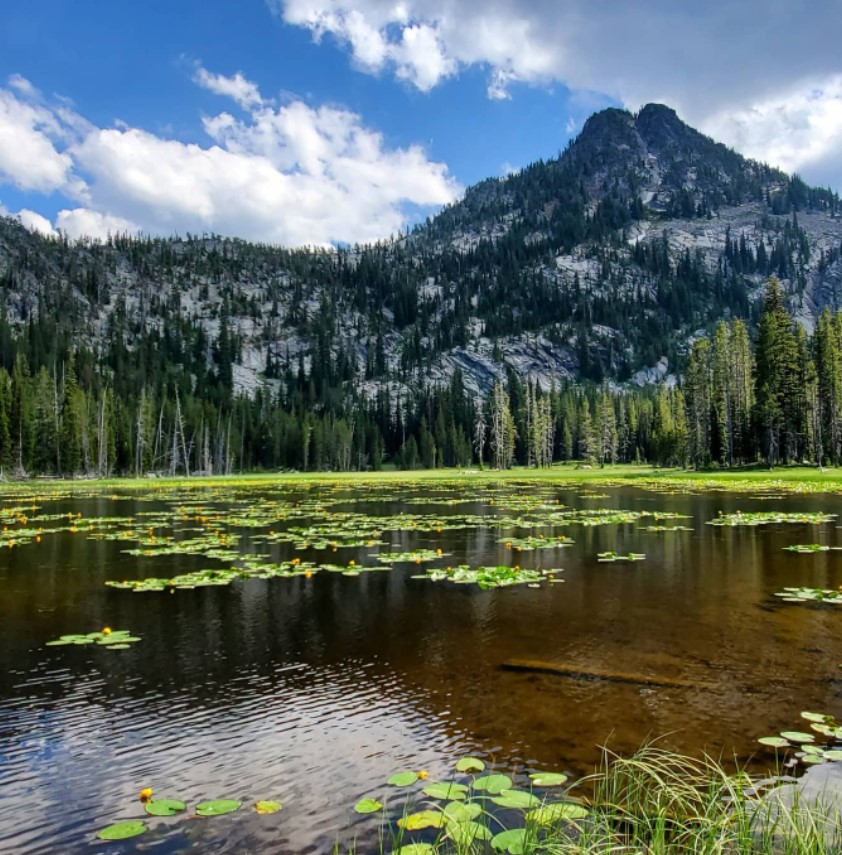 lake covered in lily pads with evergreen trees and mountain in background