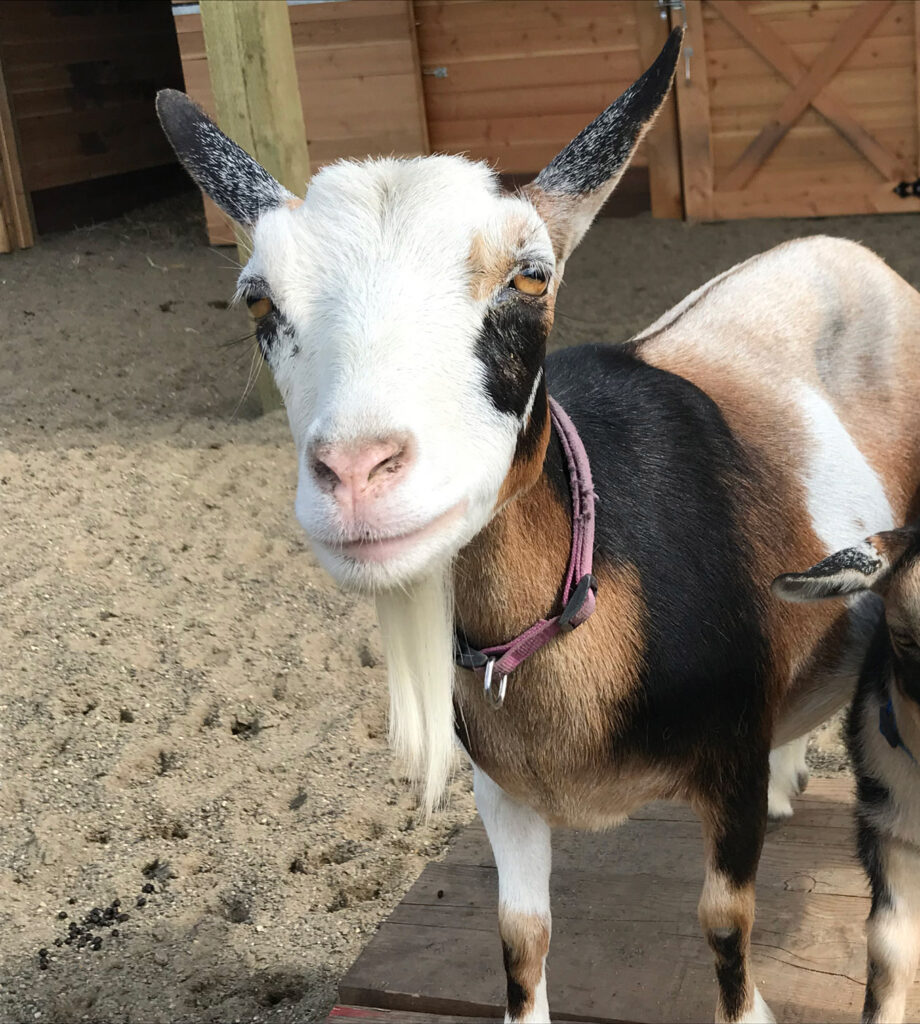 goat looking into camera