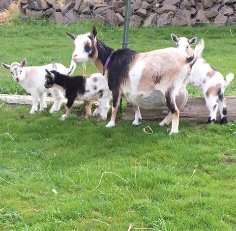 group of four goats
