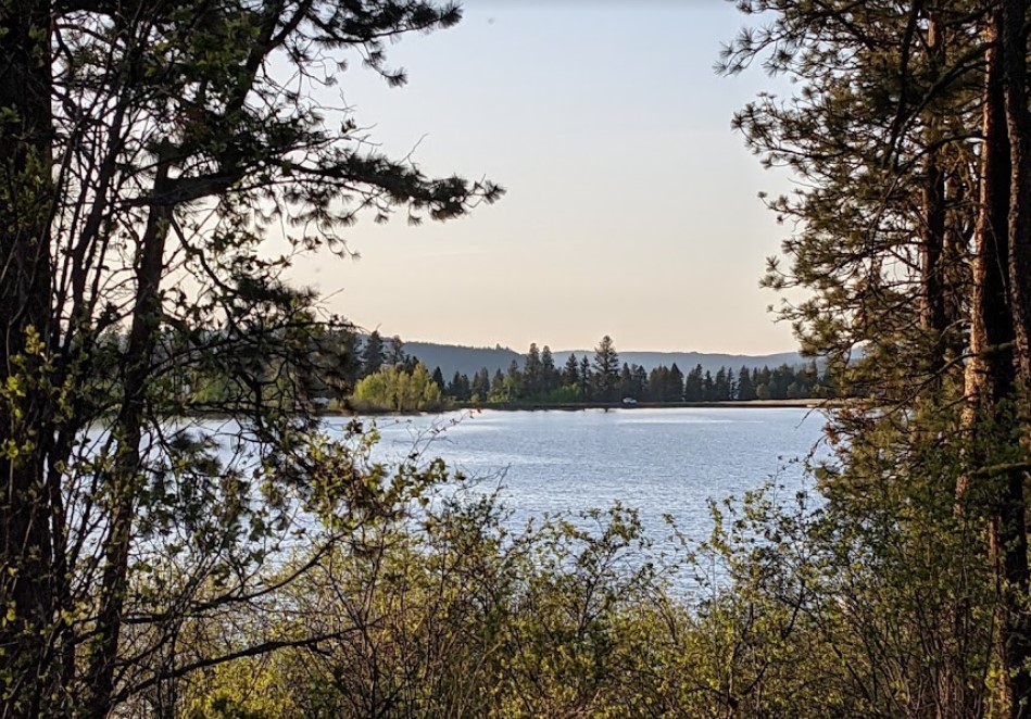 lake with trees in foreground and in distance