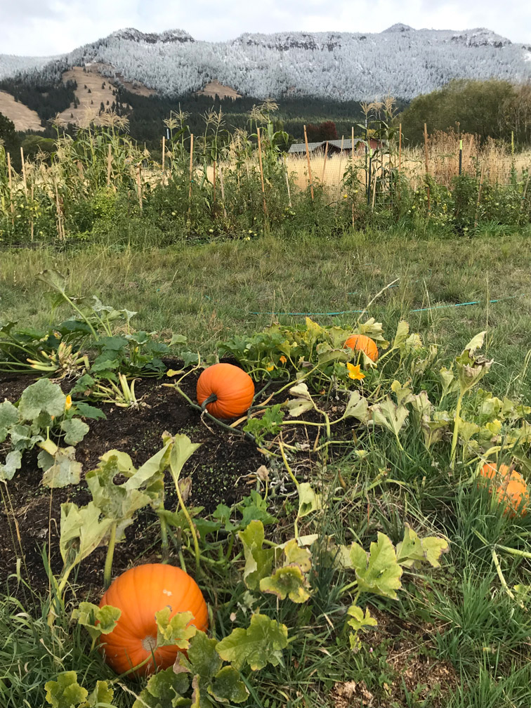 field with pumpkins