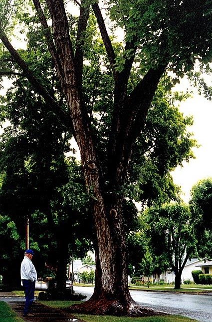 person standing on sidewalk looking upon tall maple tree