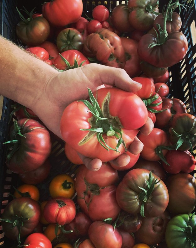 hand holding ripe heirloom tomato over crate of of tomatoes