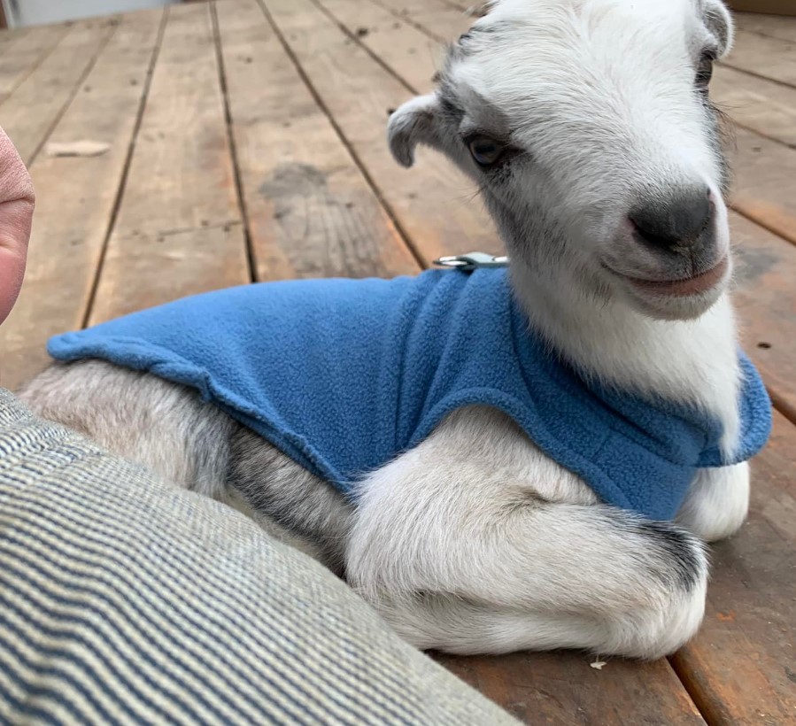 baby goat wearing fleece vest