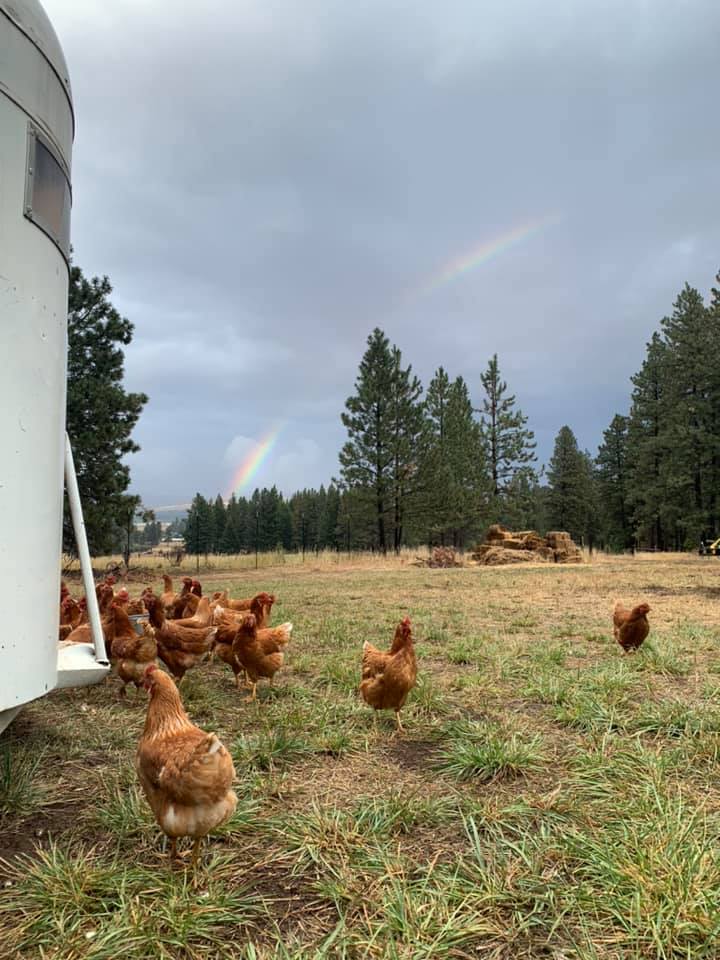 chickens in field with evergreen trees and cloudy sky with rainbow in background