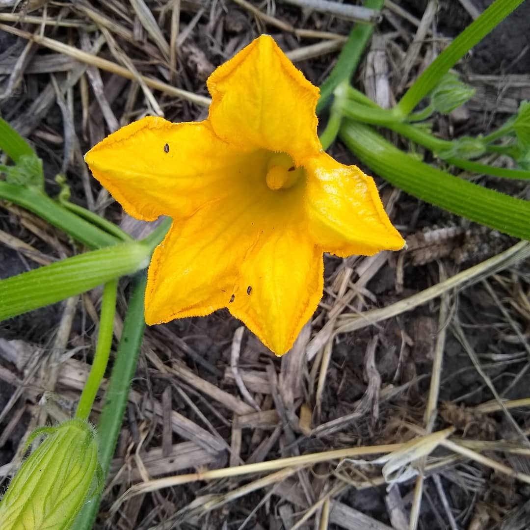 pumpkin flower